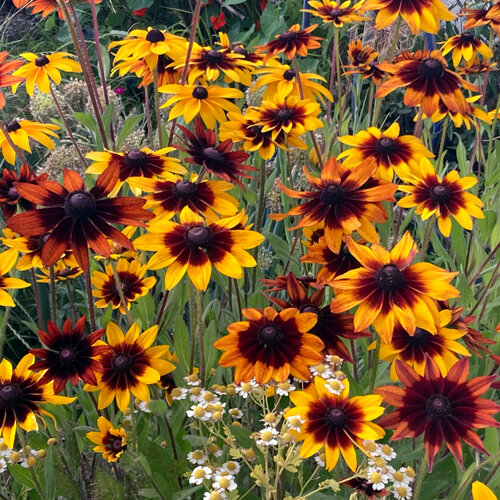 Rudbeckia (Rudbeckia hirta) con fiori gialli e bruno-rossastri