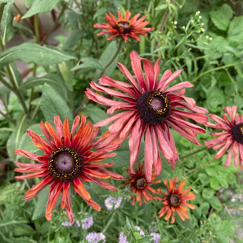 Rudbeckia 'Sahara' (Rudbeckia hirta) con fiori dal rosa antico al rosso rame