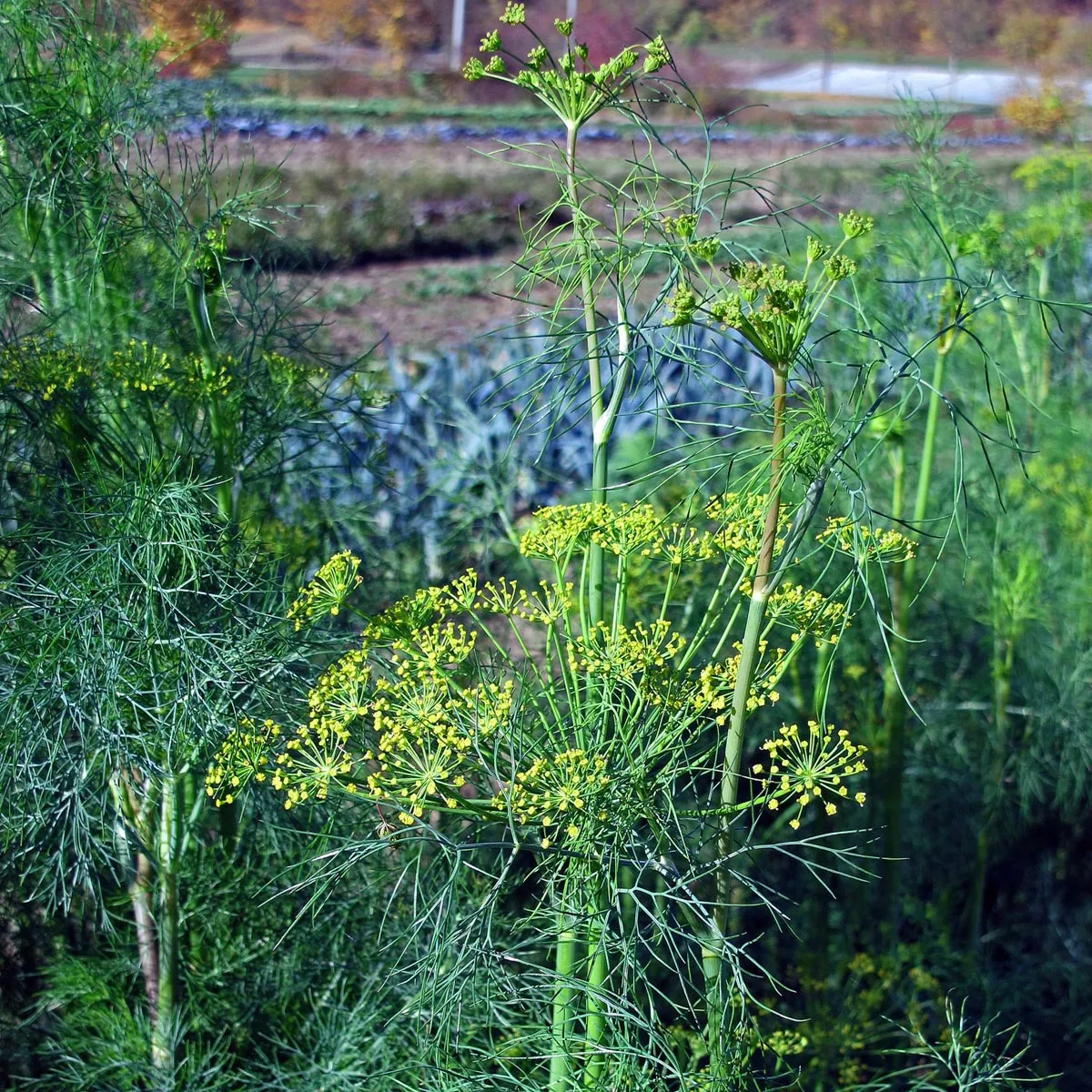 Dill 'Gewöhnlicher' (Anethum graveolens) Samen