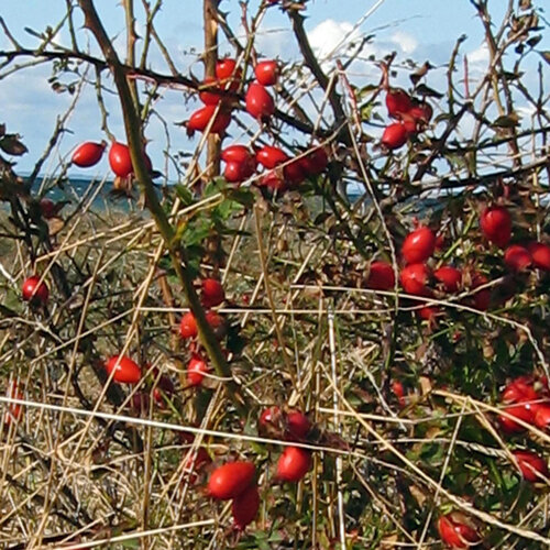 Cinorrodi rosso acceso di rosa canina (Rosa canina) sull'arbusto