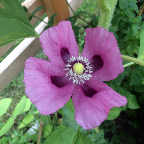 Papavero da oppio (Papaver somniferum) con fiore viola e macchie scure alla base