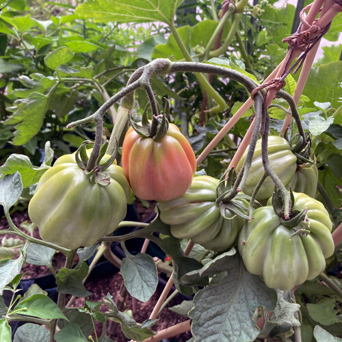 Pomodori costoluti, verdi e rossastri, che maturano su una pianta con tutore