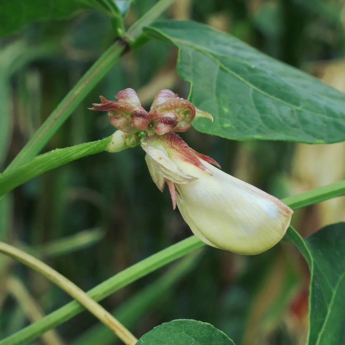 Schlangenbohne / Spargelbohne / Meterbohne (Vigna unguiculata subsp. sesquipedalis) Samen