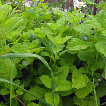 Melissa (Melissa officinalis) con foglie verde chiaro dentellate