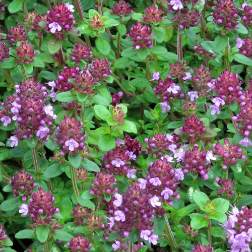 Timo a foglie grandi (Thymus pulegioides) fiorito con fiori rosa violacei