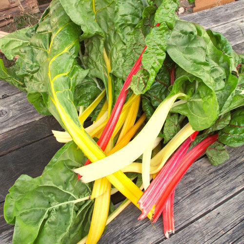 Bietola da coste colorata appena raccolta con coste gialle, rosse e bianche