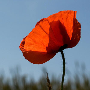 Rosolaccio (Papaver rhoeas) biologico semi