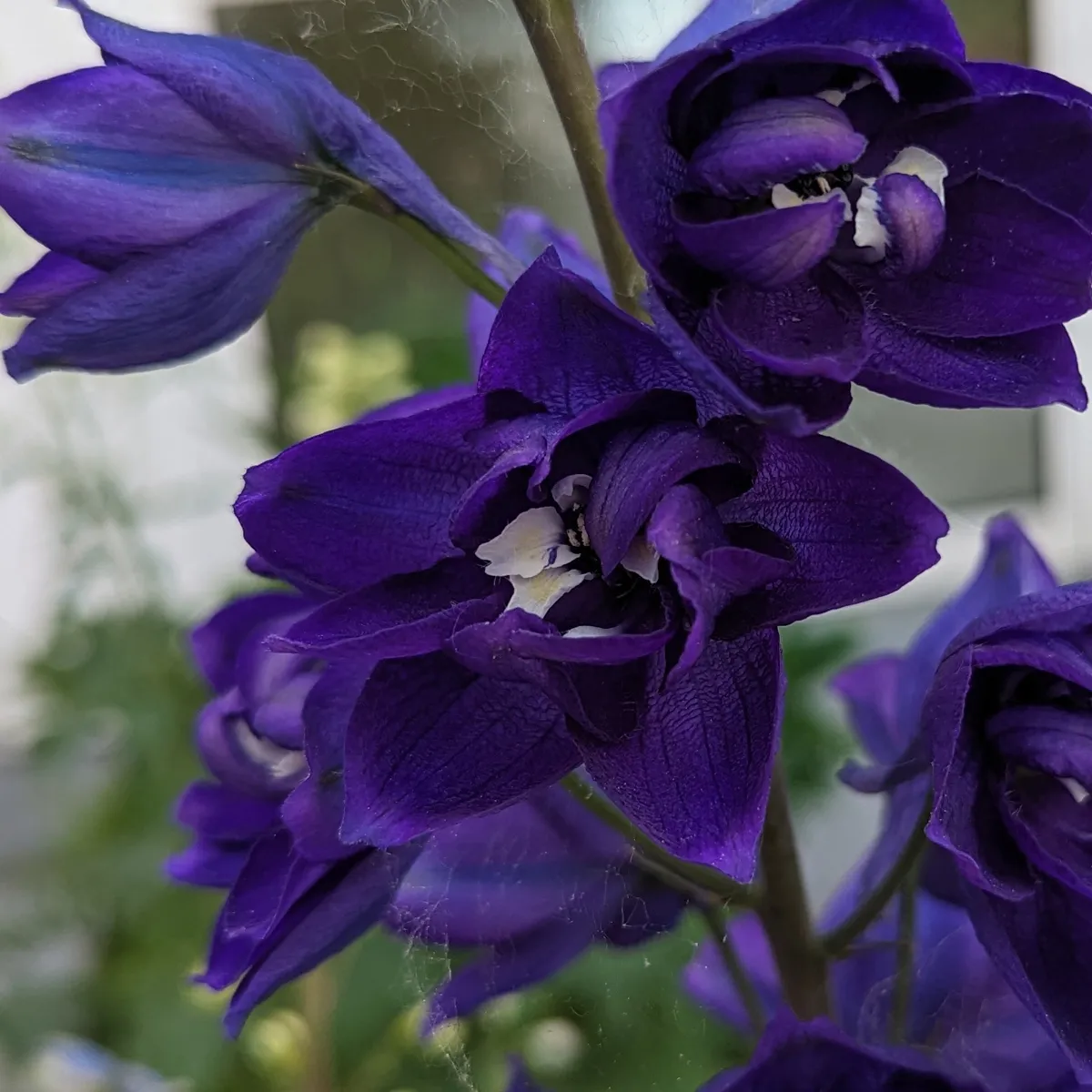 Pazifischer Hoher Rittersporn 'Magic Fountains-Dark Blue' (Delphinium cultorum) Samen