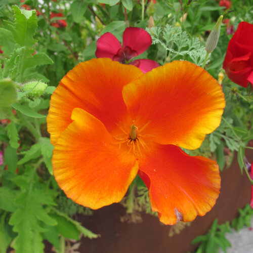 Papavero della California (Eschscholzia californica) con fiore rosso arancio