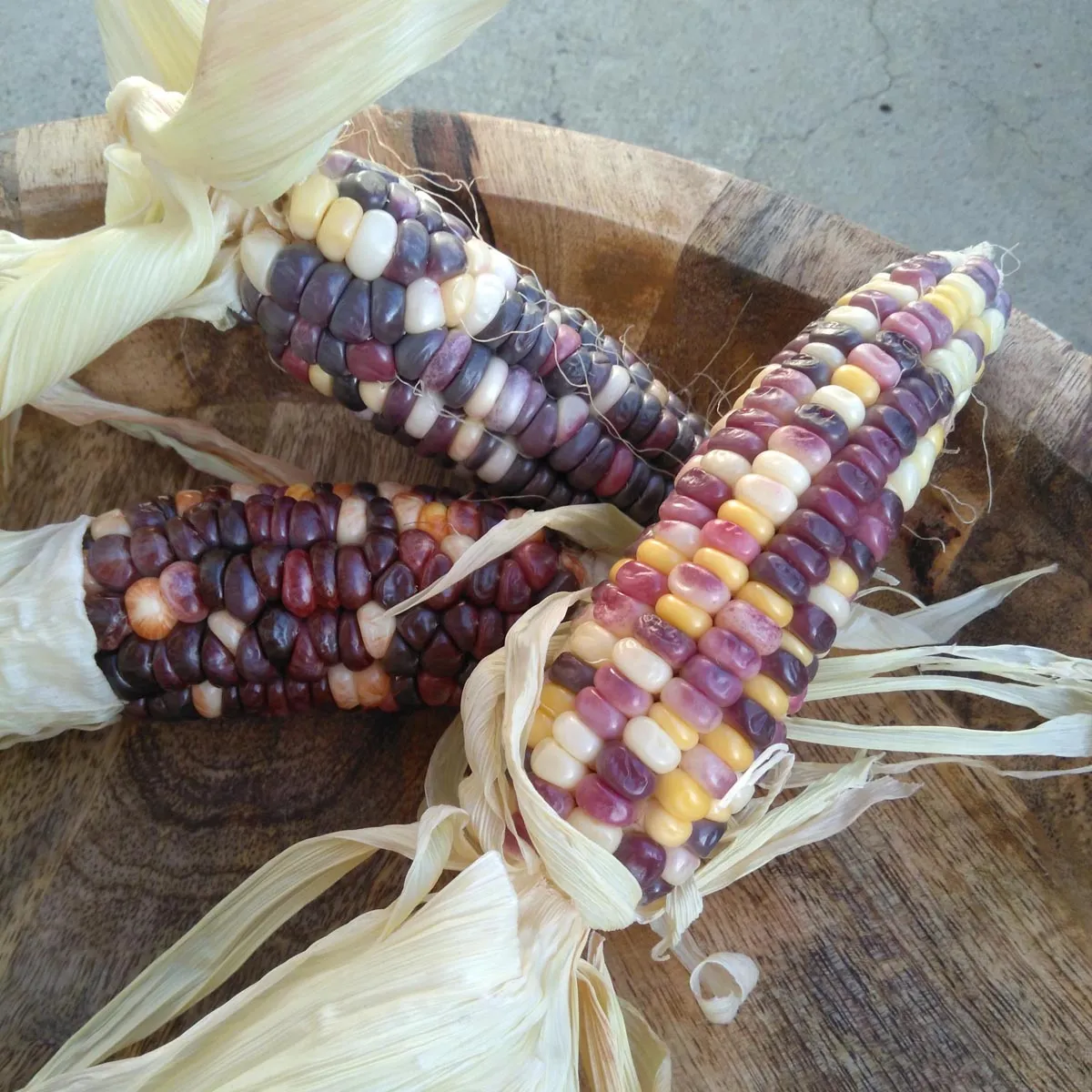 Bunter Zuckermais 'Rainbow Inka' (Zea mays) Bio Saatgut