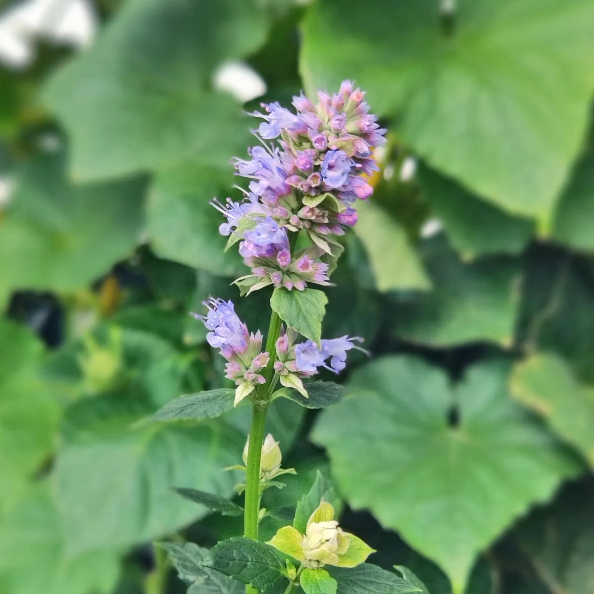 Anisysop / Anis-Duftnessel (Agastache foeniculum) Samen