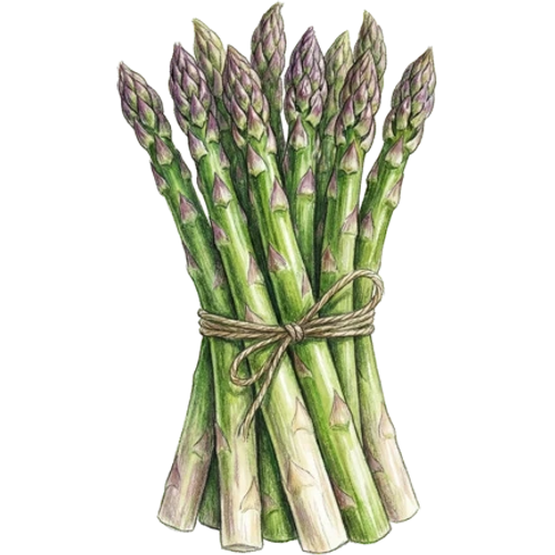 Asparagi