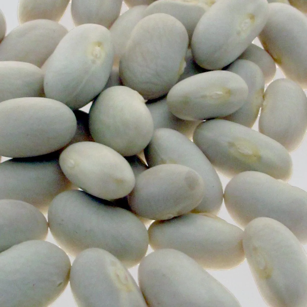 Buschbohne 'Pfälzer Juni' (Phaseolus vulgaris) Samen