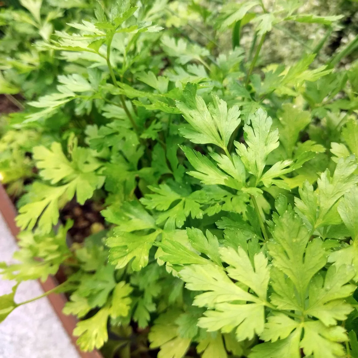 Wurzelpetersilie 'Hamburg' (Petroselinum crispum ssp. tuberosum) Samen
