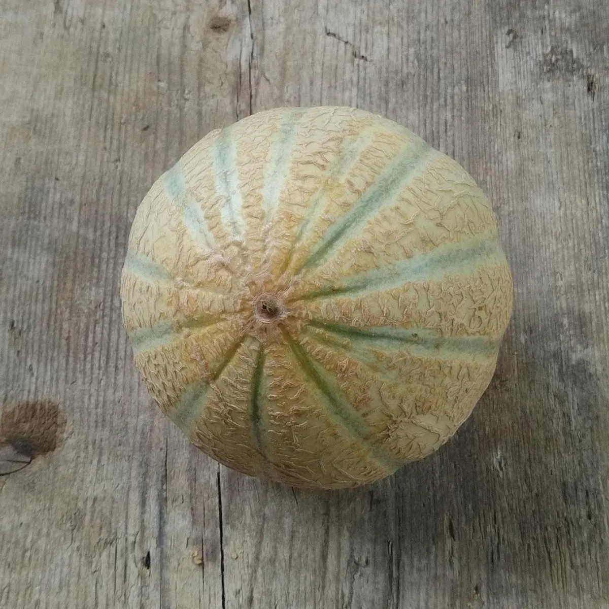 Cantaloupe Zuckermelone 'Retato Degli Ortolani' (Cucumis melo) Bio Saatgut