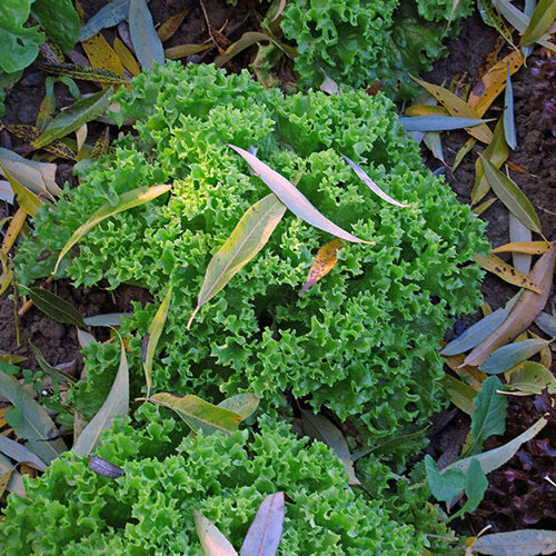 Indivia riccia con foglie finemente arricciate verde chiaro nell’orto autunnale