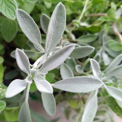 Salvia spagnola (Salvia lavandulifolia) con foglie argentate e vellutate
