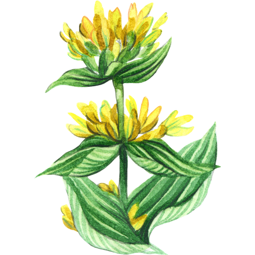 Varietà di genziana