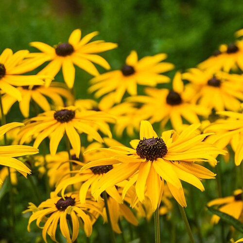 Rudbeckia con fiori gialli e centro scuro