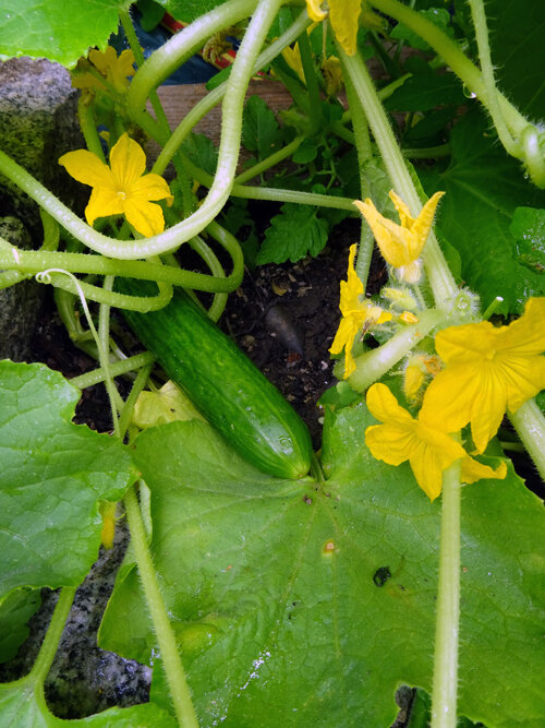 Giovane cetriolo sulla pianta con fiori gialli e viticci