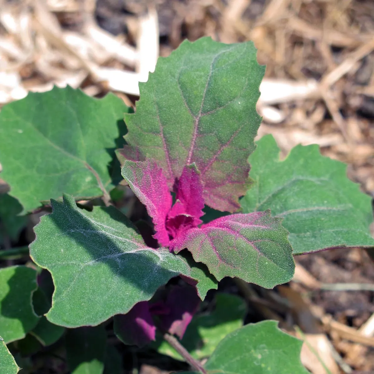 Baumspinat 'Magenta Spreen' (Chenopodium giganteum) Bio Saatgut