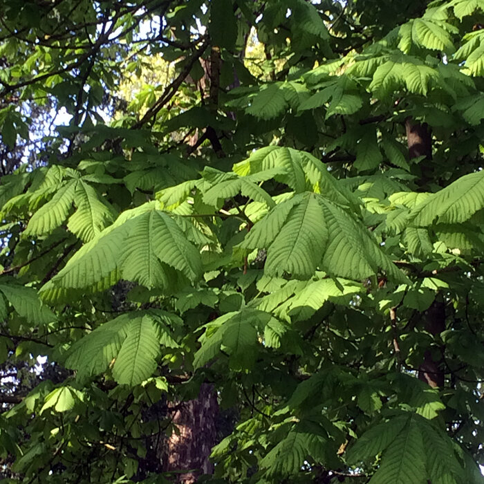 Fogliame di ippocastano: foglie verdi palmate sull'albero