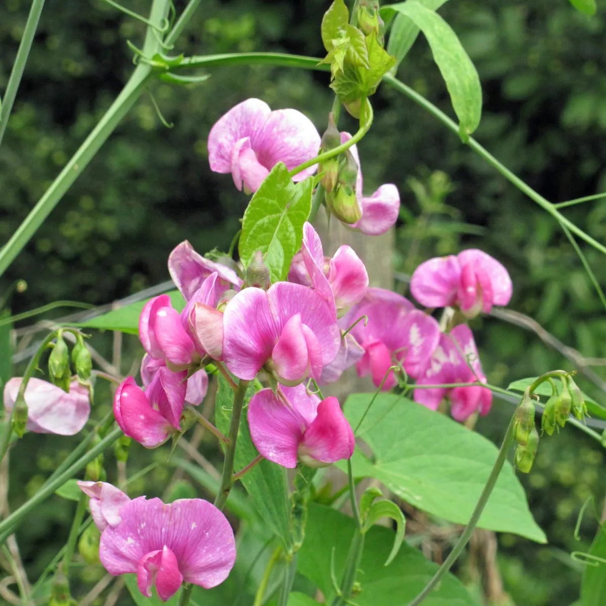 Zwerg-Duftwicke 'Bijou Mix' (Lathyrus odoratus) Samen