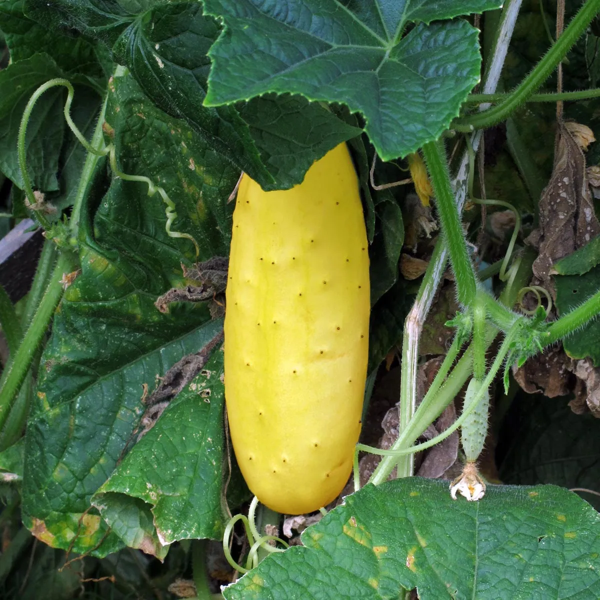 Gurke 'Gele Tros' (Cucumis sativus) Bio Saatgut