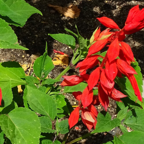 Salvia splendens con fiori rosso acceso