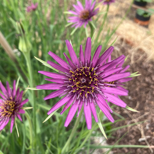 Barba di becco con fiori viola nell'orto