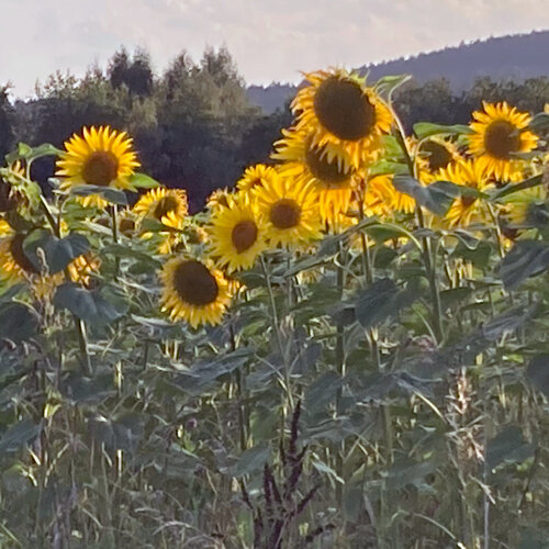 Girasoli (Helianthus annuus) in fiore ai margini di un campo nella luce della sera