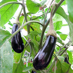 Due melanzane viola scuro e lucide appese alla pianta