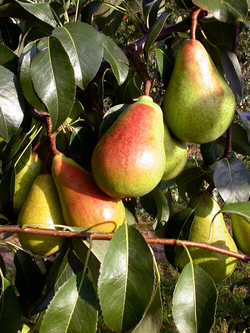 Pere mature con la guancia rossa sull’albero