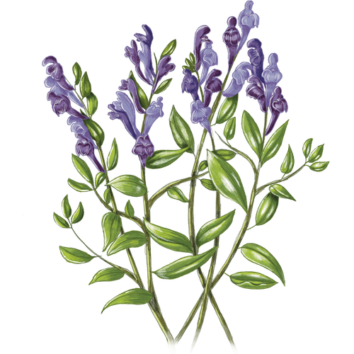 Varietà di scutellaria