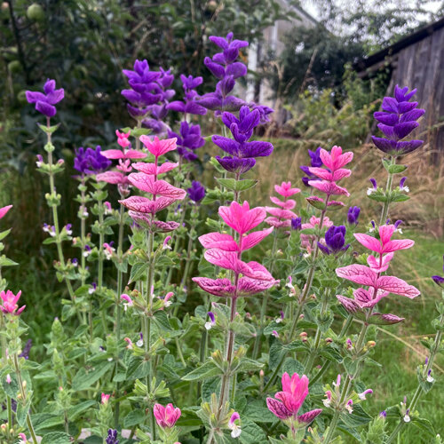Salvia verde (Salvia viridis) con brattee rosa e viola