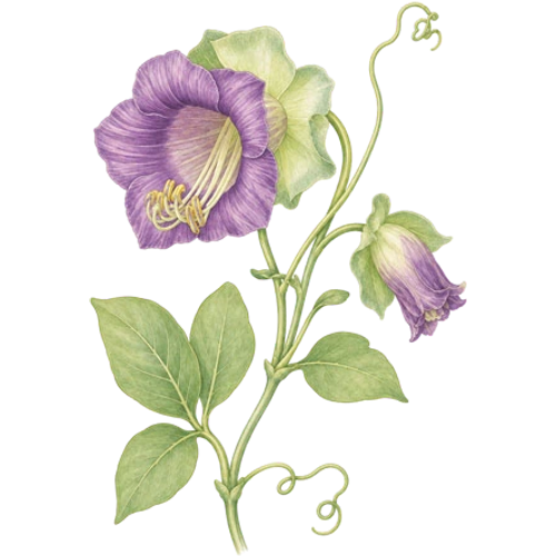 Piante tropicali