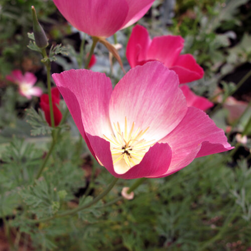 Papavero della California 'Carmine King' (Eschscholzia californica), fiore rosso rosa dal centro chiaro