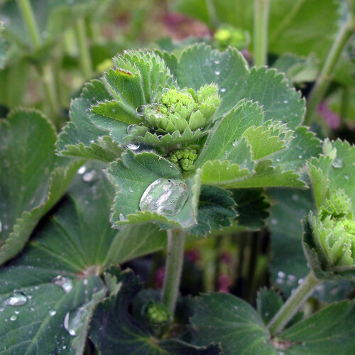 Alchemilla con gocce d'acqua sulle foglie e giovani boccioli