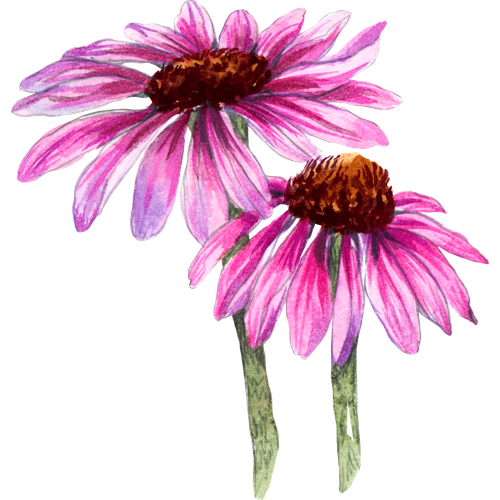 Echinacea-Arten
