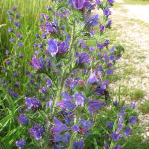 Viperina comune (Echium vulgare) Semi