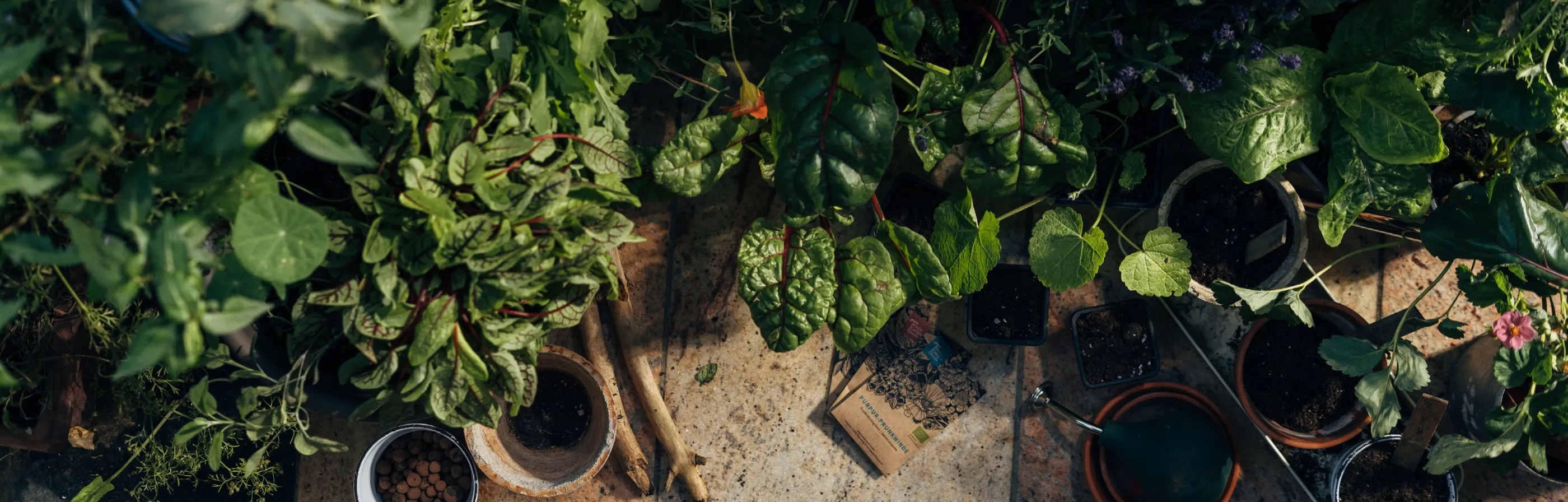 Piantine di ortaggi ed erbe aromatiche in vaso, fotografate dall’alto