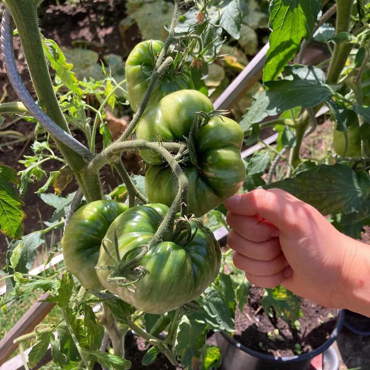 Fleischtomate 'Ananas' (Solanum lycopersicum) Bio Saatgut