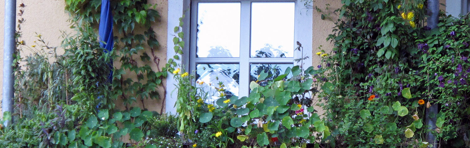 Natura selvatica urbana sul balcone