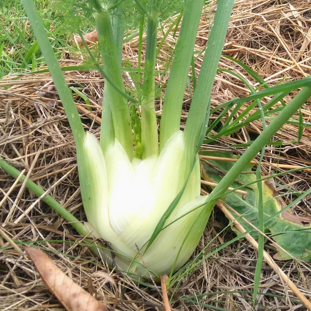 Knollenfenchel 'Romanesco' (Foeniculum vulgare var. azoricum) Bio Saatgut
