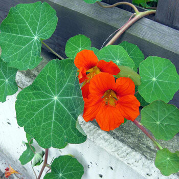 Nasturzio (Tropaeolum majus) con fiori arancioni e foglie rotonde