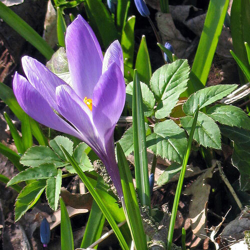 Croco di Tommasini (Crocus tommasinianus) con fiore viola in primavera