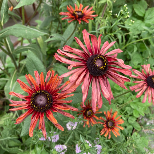 Rudbeckia (Rudbeckia hirta) con fiori dal rosa antico al rosso rame