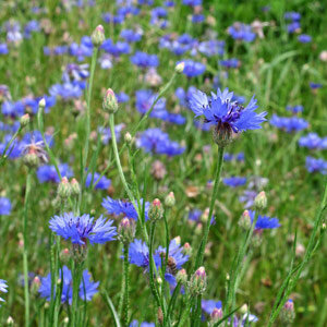 Fiordaliso (Centaurea cyanus) biologico semi