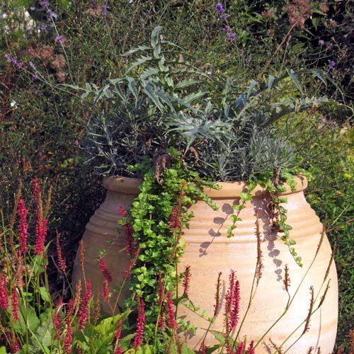 Grande anfora di terracotta con erbe argentate e piante ricadenti in un'aiuola fiorita