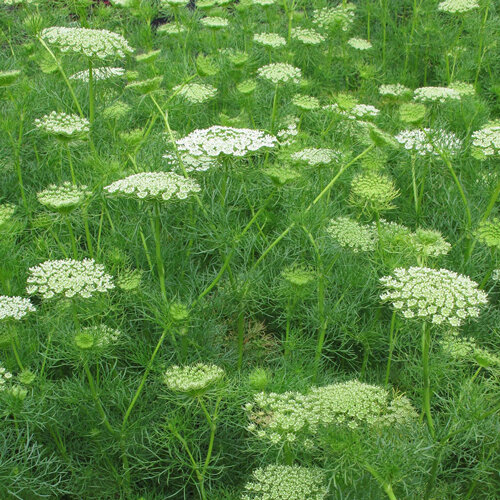 Ammi con ombrelle fitte bianco verdastre e fogliame sottile